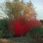 Filippo Minelli - Red Filippo Minelli - Red