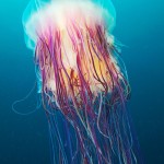 Jellyfish 1 Jellyfish, Alexander Semenov