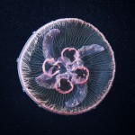 Jellyfish 2 Jellyfish, Alexander Semenov
