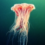 Jellyfish 3 Jellyfish, Alexander Semenov