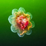 Jellyfish 4 Jellyfish, Alexander Semenov