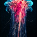 Jellyfish 5 Jellyfish, Alexander Semenov