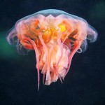 Jellyfish 6 Jellyfish, Alexander Semenov